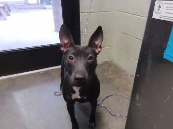 Bull Terrier and Mixed Breed Dogs Available for Adoption - MICAH | PetCurious