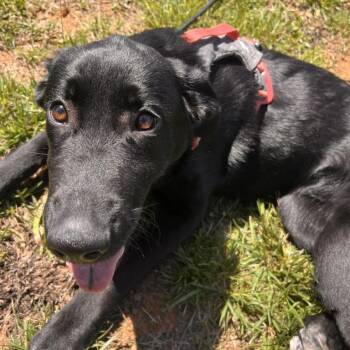 German Shepherd Dog and Golden Retriever Dogs Available for Adoption in Lynchburg, Virginia - Mabel | PetCurious