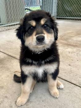 Bea -  Great Pyrenees Dog for Adoption in Hackensack, Minnesota - Bea | PetCurious