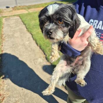 Rescue Shih Tzu Dogs for Adoption in Montgomery, Alabama - Lil Bit | PetCurious