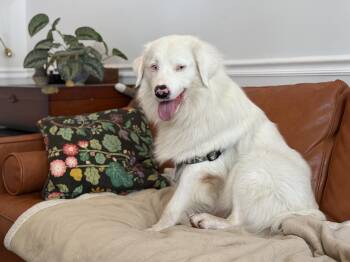 Rescue Australian Shepherd Dogs for Adoption in Silver Spring, Maryland - Snowball | PetCurious