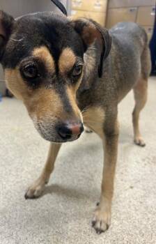 TIPTON -  Terrier and Mixed Breed Dog for Adoption in Riverside, California - TIPTON | PetCurious