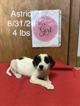 Astrid -  Great Pyrenees and Pointer Dog for Adoption in Welling, Oklahoma - Astrid | PetCurious