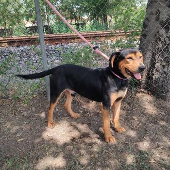 Rescue Mixed Breed Dogs for Adoption in Corsicana, Texas - Dozer D46787 | PetCurious