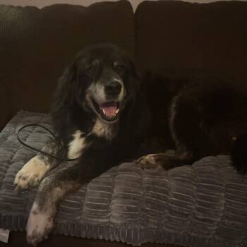 Heidi -  Great Pyrenees and Husky Dog Available for Adoption in Olathe, Kansas - Heidi | PetCurious