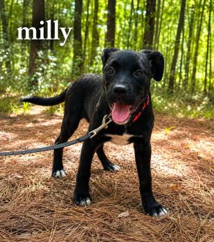Milly -  Labrador Retriever Dog for Adoption in Carmel Hamlet, New York - Milly | PetCurious