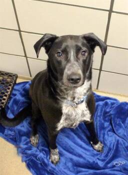 PABLO -  Australian Cattle Dog Blue Heeler and Mixed Breed Dog for Adoption in Fort Wayne, Indiana - PABLO | PetCurious