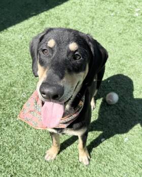 Kola -  Retriever and Hound Dog for Adoption in Long Beach, New York - Kola | PetCurious