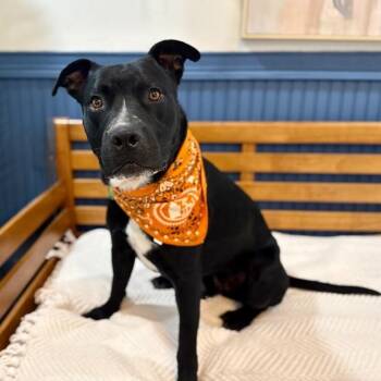 Pit Bull Terrier and American Staffordshire Terrier Dogs Available for Adoption in Friendswood, Texas - Kismet The Love Sponge | PetCurious