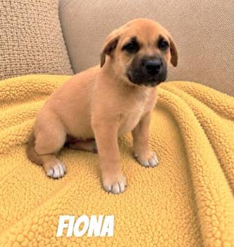 Fiona SS in MS -  Mixed Breed Dog for Adoption in Warwick, Rhode Island - Fiona SS In MS | PetCurious