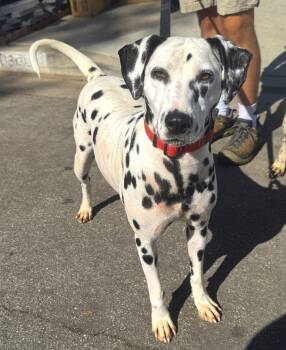 Rescue Dalmatian Dogs for Adoption in Santa Ana, California - Carrie | PetCurious
