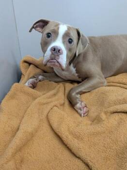 Gizmo -  Mixed Breed Dog for Adoption in Louisburg, North Carolina - Gizmo | PetCurious