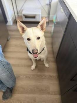 Husky Dogs Available for Adoption - Chrysanthemum | PetCurious