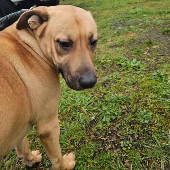 Rescue Pit Bull Terrier Dogs for Adoption in Oakville, Washington - Ronnie | PetCurious