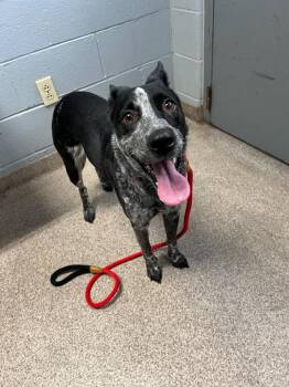 Cattle Dog Dogs Available for Adoption in Troy, Ohio - Oreo | PetCurious
