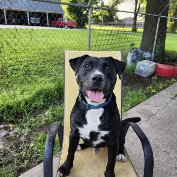 Rescue Mixed Breed Dogs for Adoption in Marshall, Missouri - Clancy | PetCurious