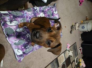 Rayna -  Boxer Dog for Adoption in Aurora, Illinois - Rayna | PetCurious