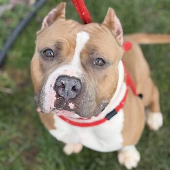 Terrier Dogs Available for Adoption in North Syracuse, New York - Mocha | PetCurious