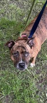 Rescue Mixed Breed and Terrier Dogs for Adoption in Warren, Ohio - Simone (2) | PetCurious