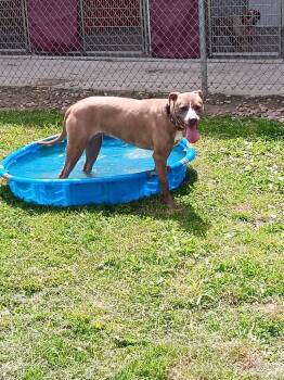 Mixed Breed Dogs Available for Adoption in Angola, Indiana - Melody (Grace) | PetCurious