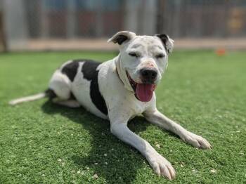 American Staffordshire Terrier Dogs Available for Adoption in Torrey, Utah - Bella | PetCurious