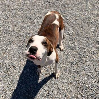 Begonia -  Mixed Breed Dog for Adoption in Marion, North Carolina - Begonia | PetCurious