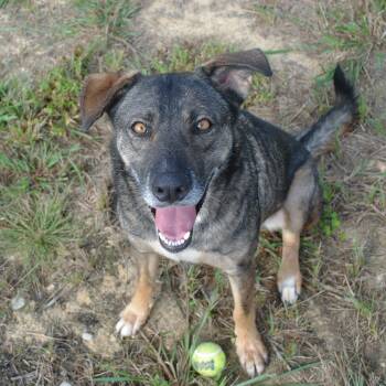 Evee -  Dutch Shepherd Dog for Adoption in Manchester, Tennessee - Evee | PetCurious