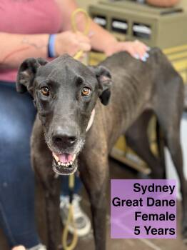 Rescue Great Dane Dogs for Adoption in Blue Springs, Missouri - Sydney | PetCurious