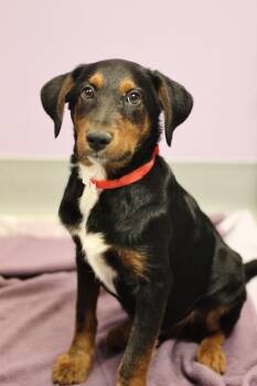 Teddy in NH. Come Meet our Adoptable Dogs Wednesday-Saturday. Mo -  Hound Dog for Adoption in Manchester, New Hampshire - Teddy In NH. Come Meet Our Adoptable Dogs Wednesday-Saturday. Mo | PetCurious
