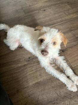 Poodle and Chihuahua Dogs Available for Adoption - Jon Snow  | PetCurious