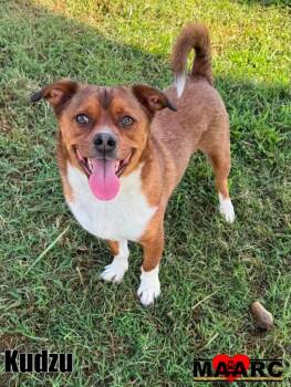 Kudzu -  Corgi Dog for Adoption in Maryville, Tennessee - Kudzu | PetCurious