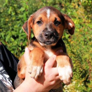 CT Barney -  German Shepherd Dog and Mixed Breed Dog for Adoption in Stormville, New York - CT Barney | PetCurious