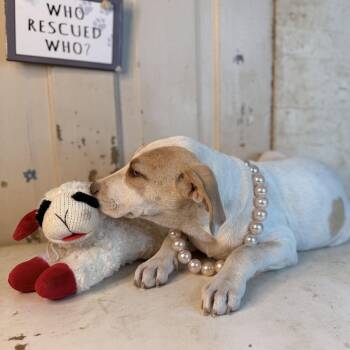 Lila 150 adoption fee -  Hound and Labrador Retriever Dog for Adoption in Atlanta, Texas - Lila 150 Adoption Fee | PetCurious
