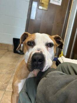 Mixed Breed Dogs Available for Adoption - Jeff | PetCurious