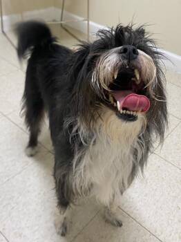 Ziti -  Chihuahua and Shih Tzu Dog for Adoption in Fall River, Massachusetts - Ziti | PetCurious