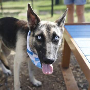 SMOKEY -  German Shepherd Dog Dog for Adoption in San Antonio, Texas - SMOKEY | PetCurious