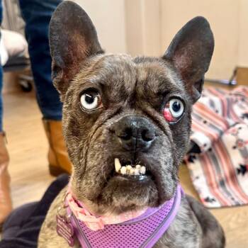 French Bulldog Dogs Available for Adoption - Vine 13851 | PetCurious