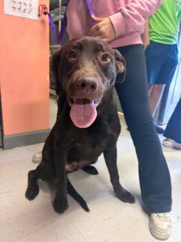 Cujo -  Labrador Retriever and Rottweiler Dog for Adoption in Morgantown, Kentucky - Cujo | PetCurious