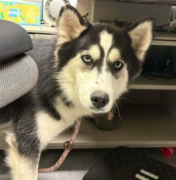 BLUNA -  Siberian Husky Dog for Adoption in Colorado Springs, Colorado - BLUNA | PetCurious