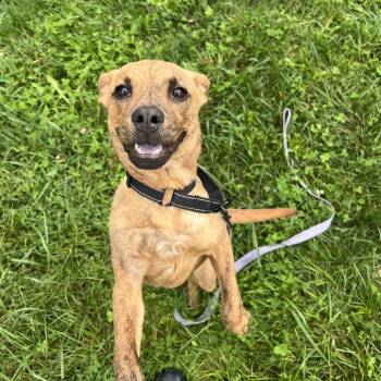 Anthony -  Pit Bull Terrier Dog for Adoption - Anthony | PetCurious