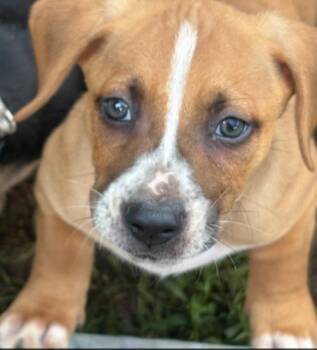 Nila -  Basset Hound Dog for Adoption in Townville, South Carolina - Nila | PetCurious