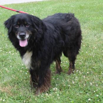 Bella (12093) -  Border Collie Dog for Adoption in Heath, Ohio - Bella (12093) | PetCurious