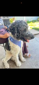 Bruno - The Darling Boy -  Labradoodle Dog for Adoption in Citrus Heights, California - Bruno - The Darling Boy | PetCurious