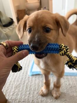 Alma -  Cattle Dog and Shepherd Dog for Adoption in Denver, Colorado - Alma | PetCurious