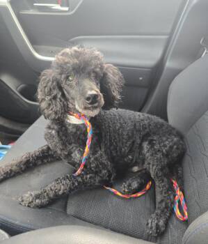 Rescue Miniature Poodle Dogs for Adoption in Powell Butte, Oregon - Louis | PetCurious