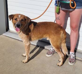 Rescue Australian Shepherd and Mixed Breed Dogs for Adoption in Louisville, Kentucky - IT'S FALL Y'ALL | PetCurious