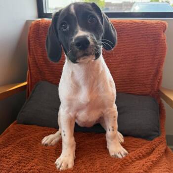 Jean Grey -  Beagle and Pointer Dog for Adoption in Minneapolis, Minnesota - Jean Grey | PetCurious