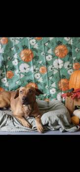 Goggins -  Basset Hound and Labrador Retriever Dog for Adoption in Berea, Kentucky - Goggins | PetCurious