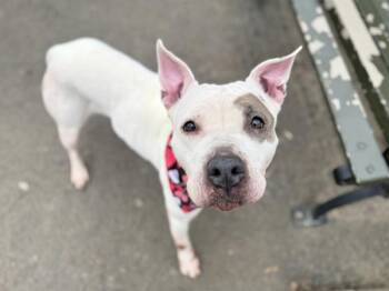 Mixed Breed Dogs Available for Adoption - Bianca | PetCurious