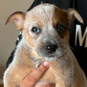 Smirnoff -  Australian Cattle Dog Blue Heeler and Mixed Breed Dog for Adoption in Normal, Illinois - Smirnoff | PetCurious